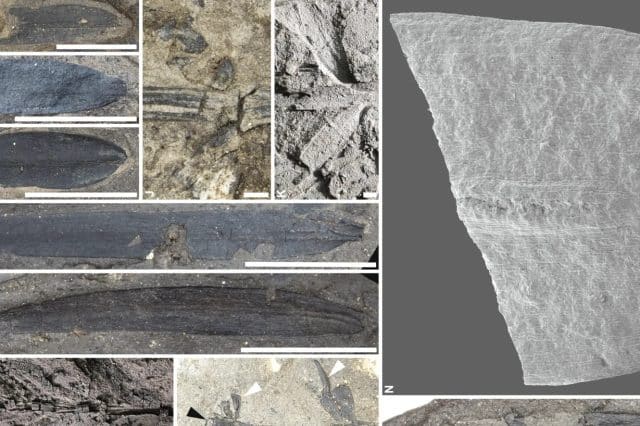 Fossils of ancient plants have been unearthed in the region of Macquarie Harbor, located in western Tasmania. (Photo credit: © 2024 The Author(s), American Journal of Botany, published by Wiley Periodicals LLC for the Botanical Society of America.)