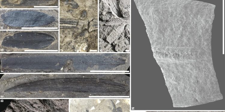 Fossils of ancient plants have been unearthed in the region of Macquarie Harbor, located in western Tasmania. (Photo credit: © 2024 The Author(s), American Journal of Botany, published by Wiley Periodicals LLC for the Botanical Society of America.)