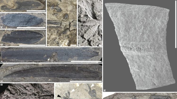 Fossils of ancient plants have been unearthed in the region of Macquarie Harbor, located in western Tasmania. (Photo credit: © 2024 The Author(s), American Journal of Botany, published by Wiley Periodicals LLC for the Botanical Society of America.)