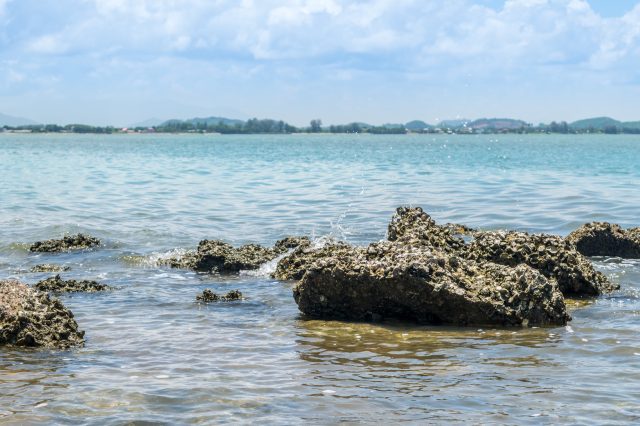 Oyster Reefs