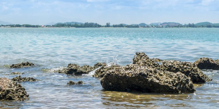 Oyster Reefs