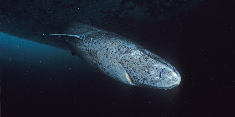 A close-up photograph of a Greenland shark captured near the ice floe edge in Admiralty Inlet, Nunavut. Image Credit: Wikimedia Commons / Hemming1952.