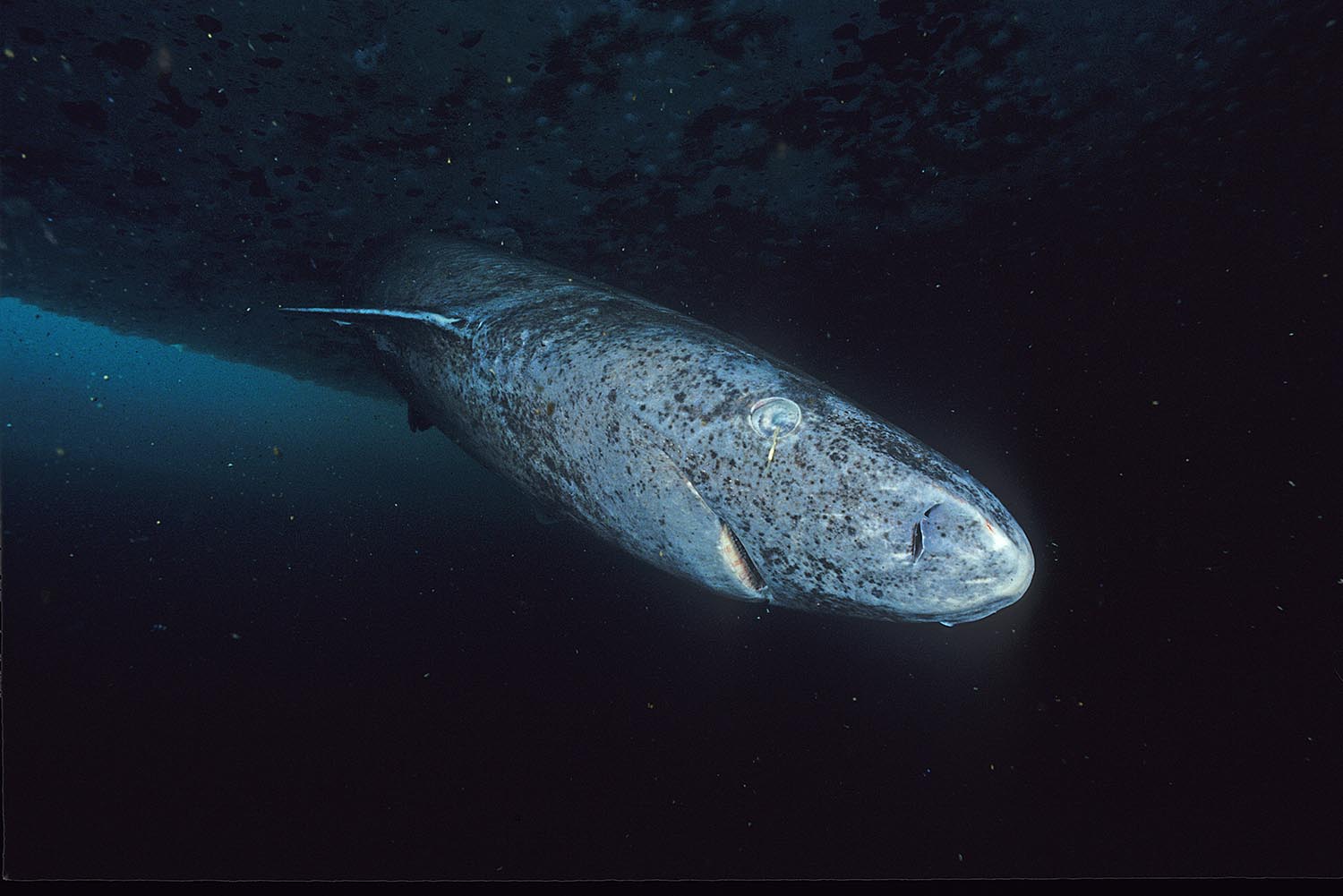 A close-up photograph of a Greenland shark captured near the ice floe edge in Admiralty Inlet, Nunavut. Image Credit: Wikimedia Commons / Hemming1952.