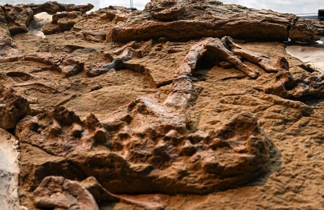 Ancient Crocodile Fossil from Peru. Image Credit: Ernesto Benavides.