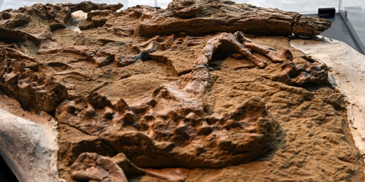 Ancient Crocodile Fossil from Peru. Image Credit: Ernesto Benavides.