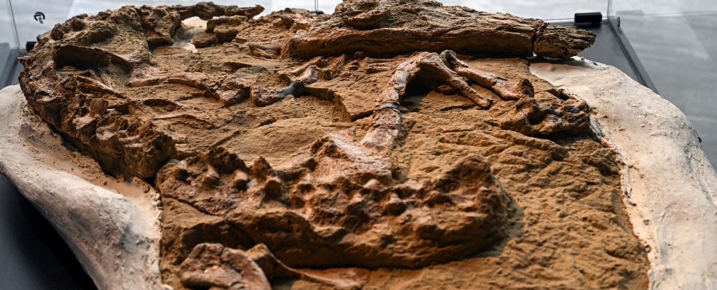 Ancient Crocodile Fossil from Peru. Image Credit: Ernesto Benavides.