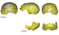 Reconstructed Skulls from the Lingjing Site: Xuchang 1 at the Top and Xuchang 2 at the Bottom. Credit: Li and Colleagues (2017).