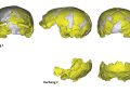 Reconstructed Skulls from the Lingjing Site: Xuchang 1 at the Top and Xuchang 2 at the Bottom. Credit: Li and Colleagues (2017).