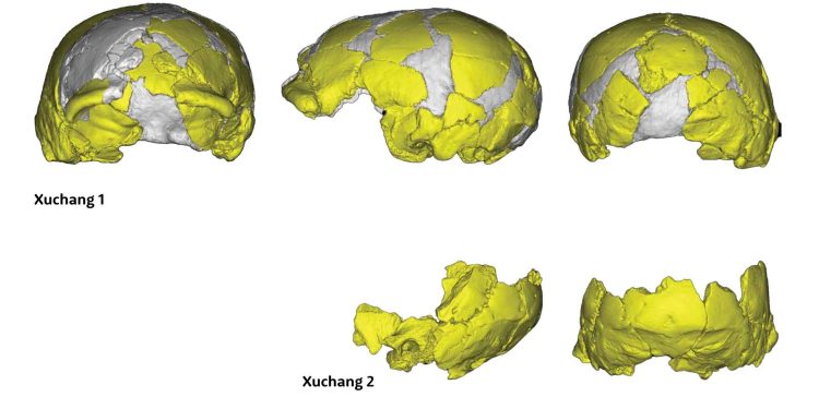 Reconstructed Skulls from the Lingjing Site: Xuchang 1 at the Top and Xuchang 2 at the Bottom. Credit: Li and Colleagues (2017).