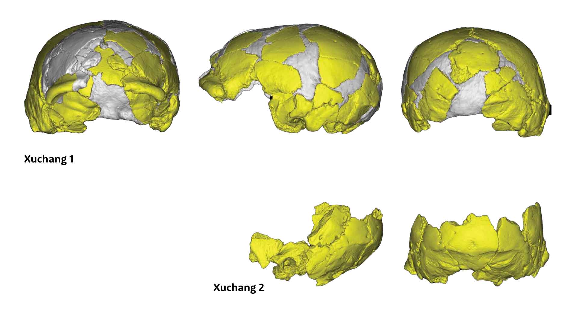 Reconstructed Skulls from the Lingjing Site: Xuchang 1 at the Top and Xuchang 2 at the Bottom. Credit: Li and Colleagues (2017).