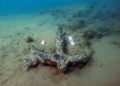 An ancient anchor that was discovered at the site. Image credit: Soprintendenza del Mare.