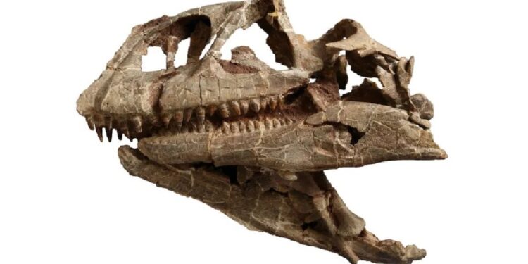 The fossilized skull of Lishulong wangi was discovered in the Lufeng Dinosaur National Geopark, located in Yunnan Province, southern China (Image credit: Qian-Nan Zhang et al., PeerJ, 2024).