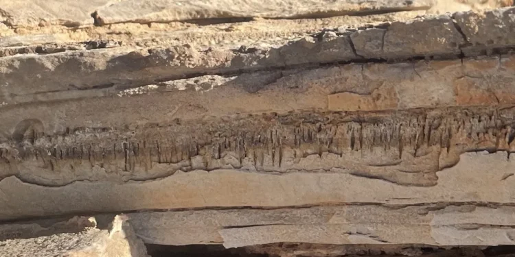 A cluster of ancient micro-burrows, heavily eroded and exposed at the rock surface. Image credit: Cees Passchier.