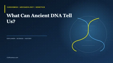 Archaeologist examining a small bone sample for ancient DNA research