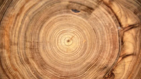 Cross-section of tree showing annual growth rings