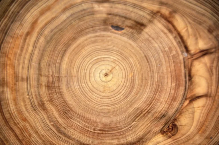 Cross-section of tree showing annual growth rings