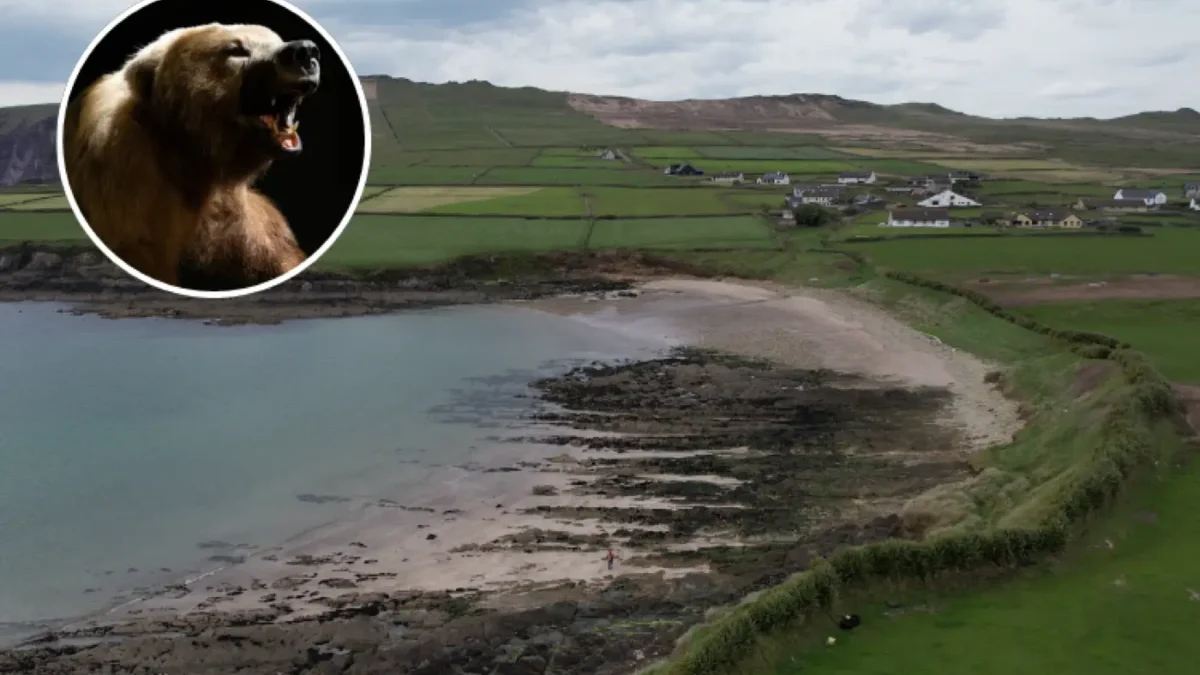 Ferriter's Cove archaeological site on Ireland's Dingle Peninsula with inset bear photograph