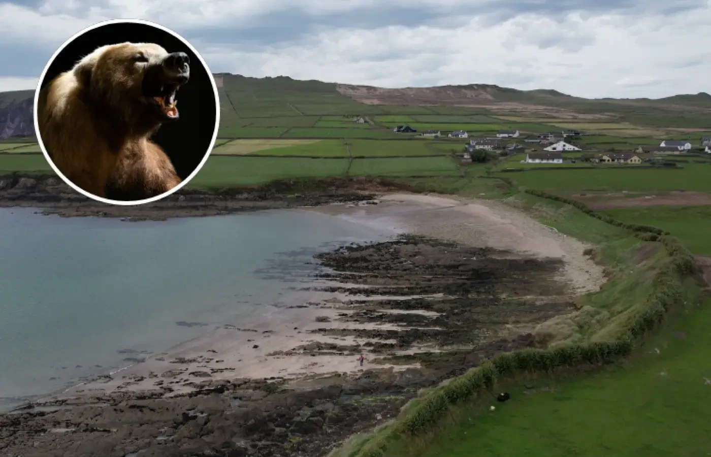 Ferriter's Cove archaeological site on Ireland's Dingle Peninsula with inset bear photograph