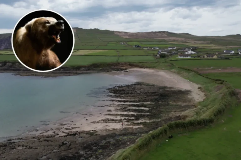 Ferriter's Cove archaeological site on Ireland's Dingle Peninsula with inset bear photograph