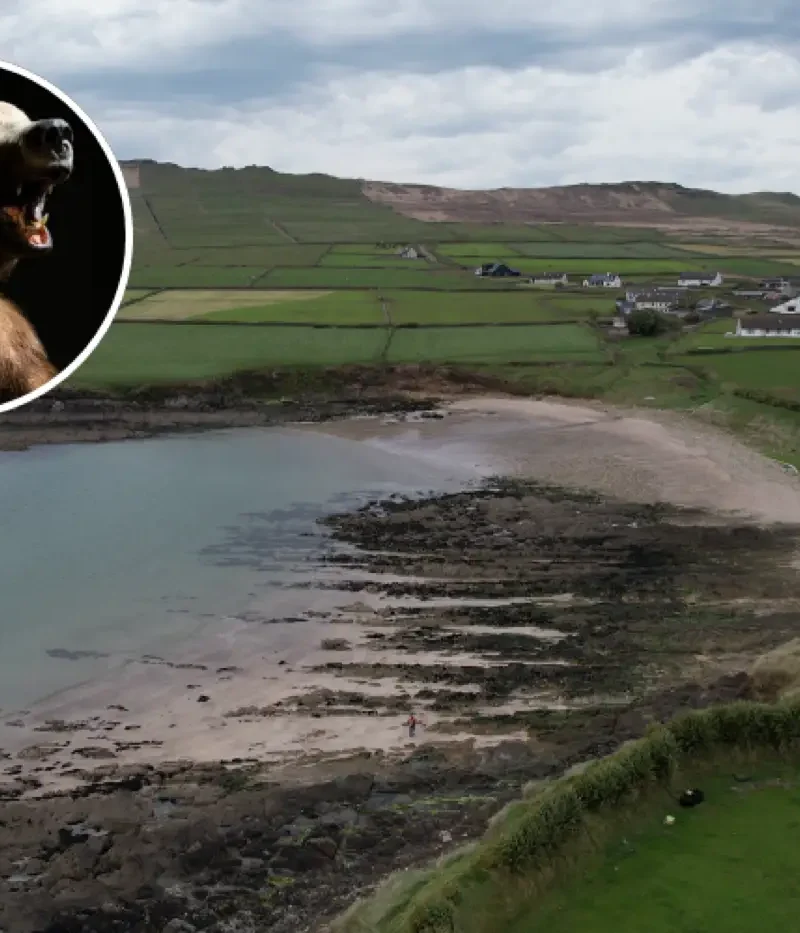 Ferriter's Cove archaeological site on Ireland's Dingle Peninsula with inset bear photograph