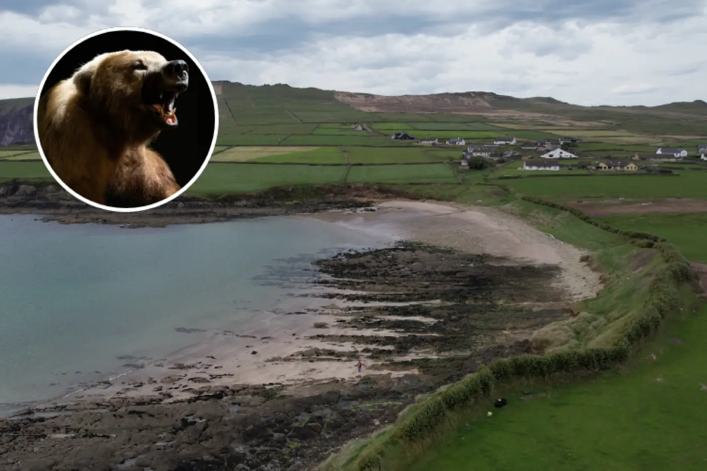 Ferriter's Cove archaeological site on Ireland's Dingle Peninsula with inset bear photograph