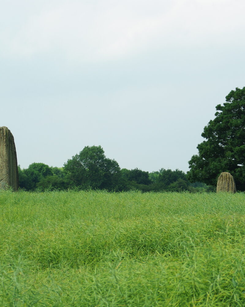 Two of the Devil’s Arrows standing stones in a field at Boroughbridge, North Yorkshire.