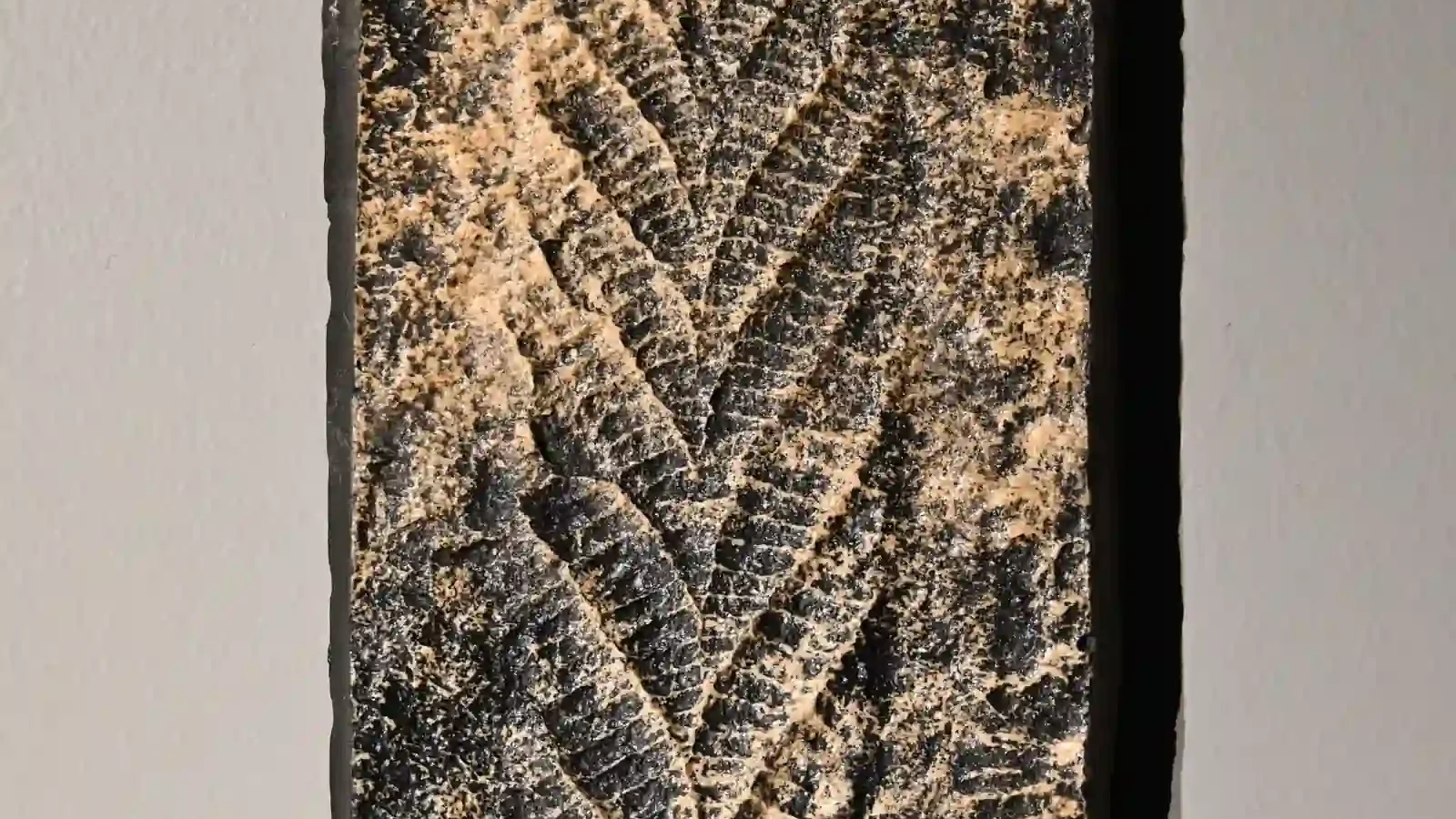 Museum replica of the branching Charnia masoni fossil