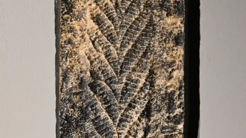 Museum replica of the branching Charnia masoni fossil