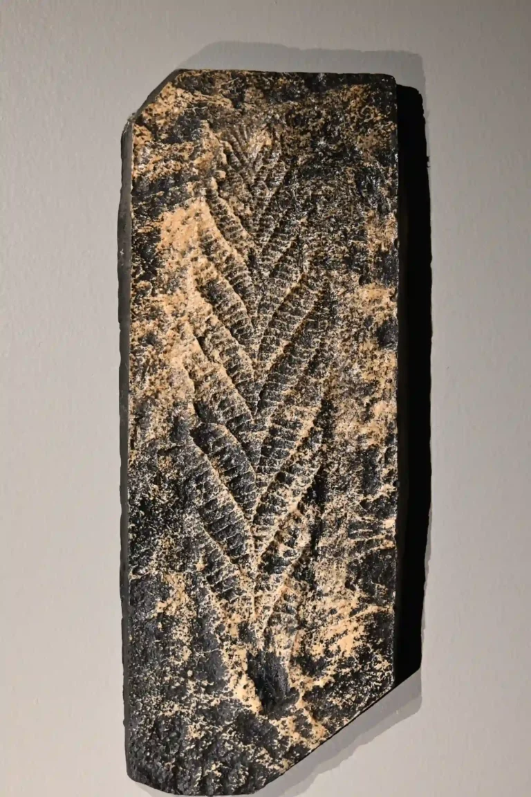 Museum replica of the branching Charnia masoni fossil
