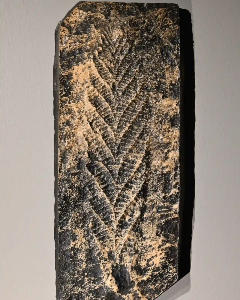 Museum replica of the branching Charnia masoni fossil