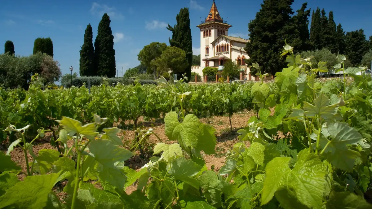 Rows of Tempranillo vines at Clos la Plana in Spain’s Penedès region