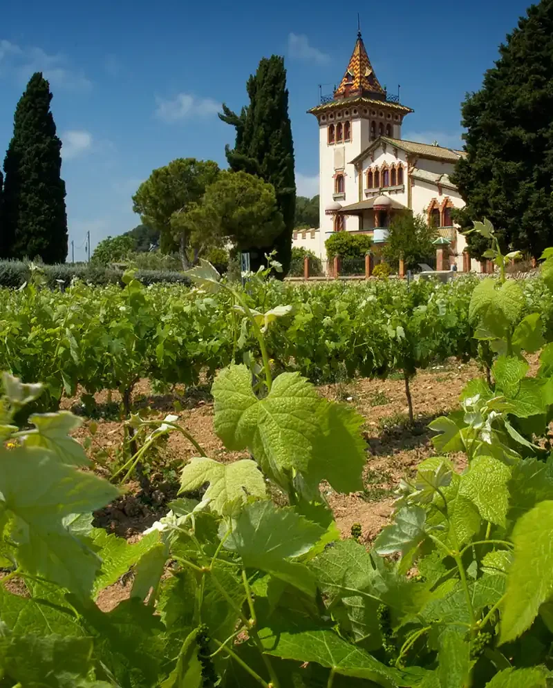 Rows of Tempranillo vines at Clos la Plana in Spain’s Penedès region