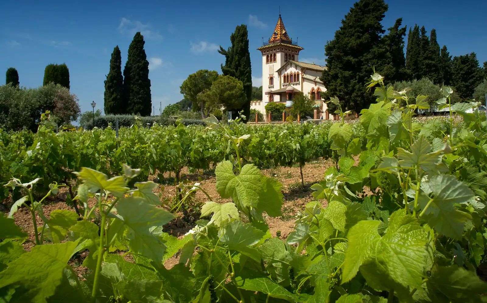 Rows of Tempranillo vines at Clos la Plana in Spain’s Penedès region
