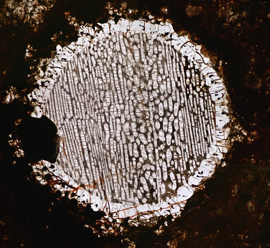 Microscopic view of a bright chondrule preserved inside a dark meteorite matrix.