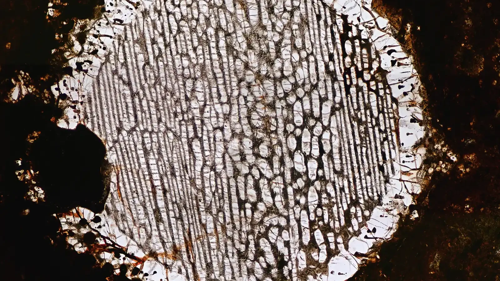 Microscopic view of a bright chondrule preserved inside a dark meteorite matrix.