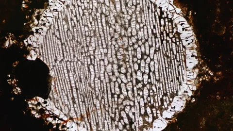 Microscopic view of a bright chondrule preserved inside a dark meteorite matrix.