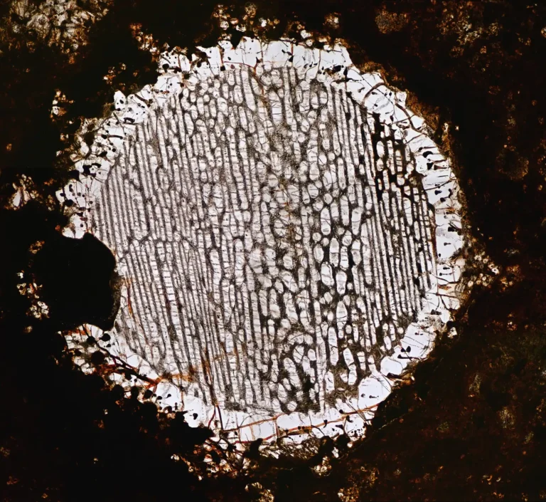 Microscopic view of a bright chondrule preserved inside a dark meteorite matrix.