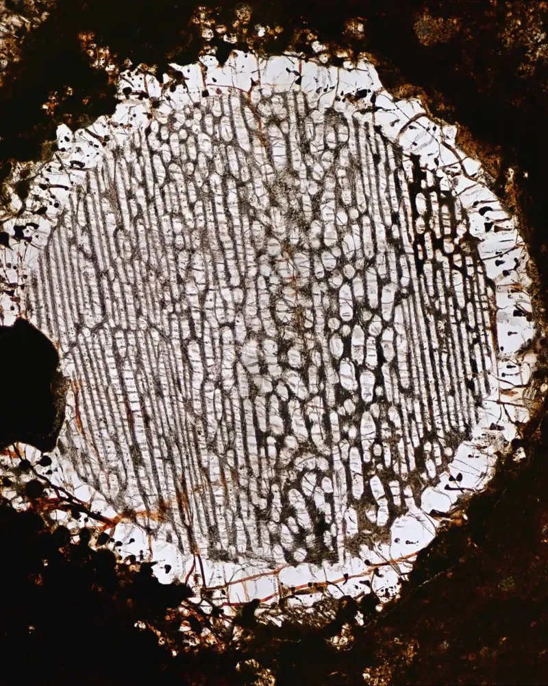 Microscopic view of a bright chondrule preserved inside a dark meteorite matrix.
