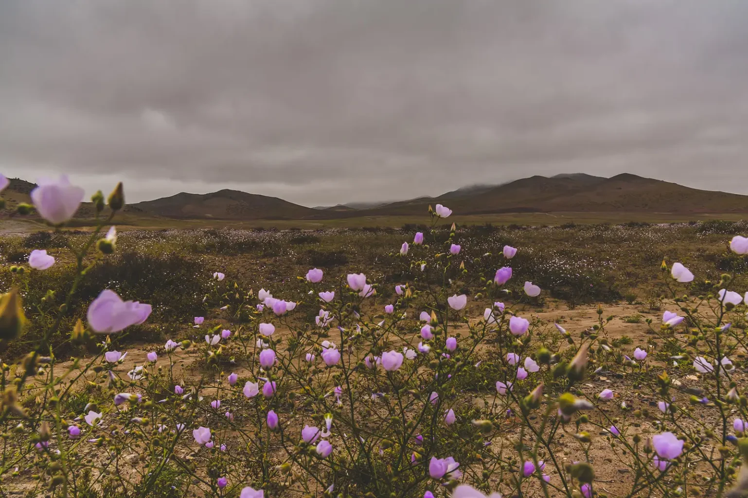 Purple flowers growing across a dry landscape in Chile’s Atacama region