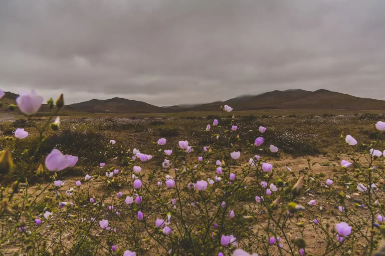 Purple flowers growing across a dry landscape in Chile’s Atacama region