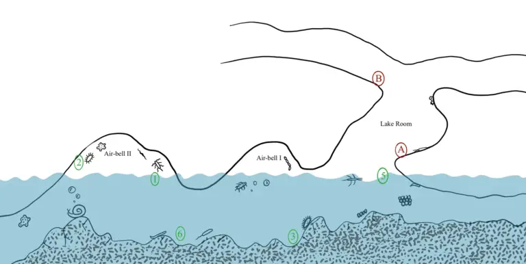 Schematic illustration of Movile Cave’s Lake Room, air bells, water and research sampling sites.