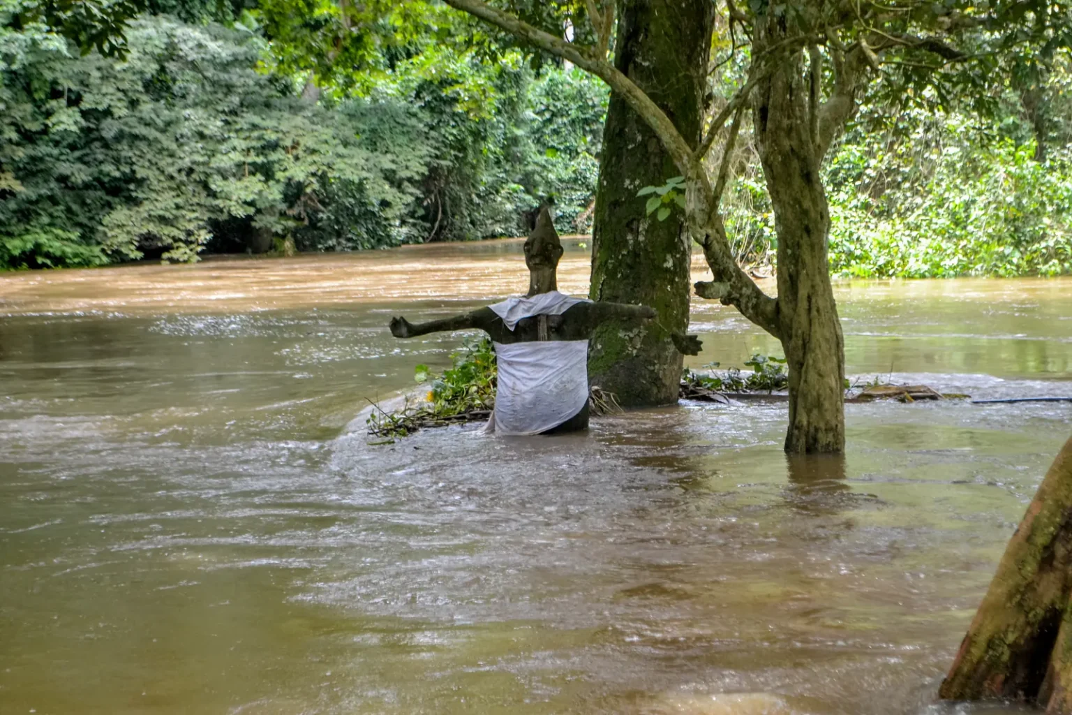 The Osun River flowing around trees and a cloth-draped sacred figure at Osun-Osogbo in 2016.