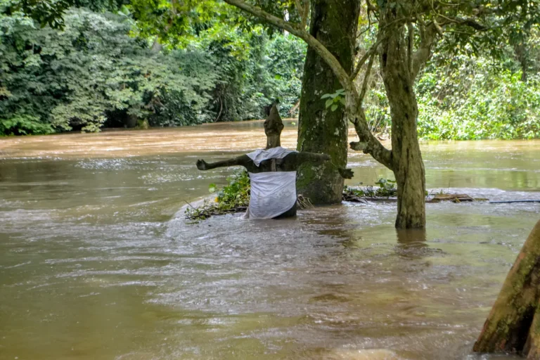 The Osun River flowing around trees and a cloth-draped sacred figure at Osun-Osogbo in 2016.